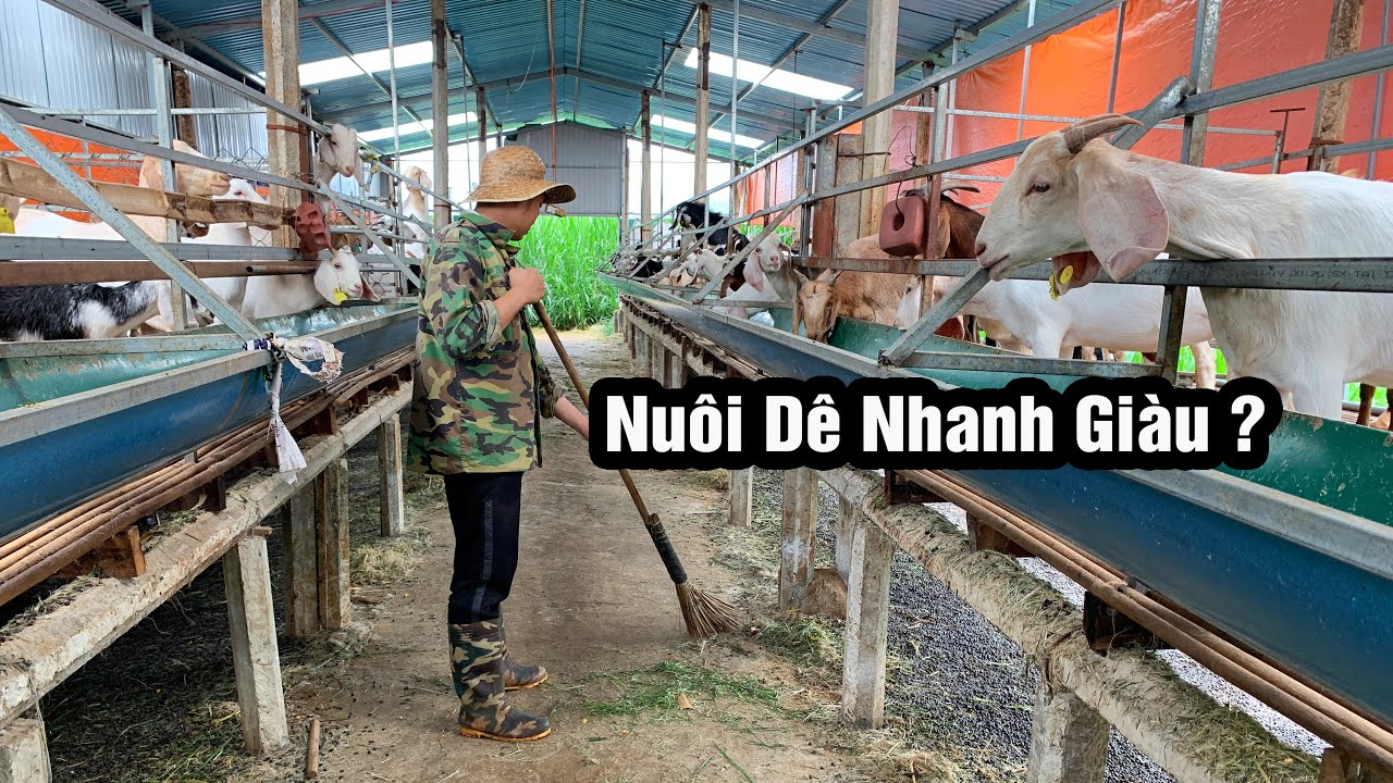 Nuôi 100 Dê Nái Thu 1 Tỷ 1 Năm? Một Năm Dê Đẻ Mấy Lứa
