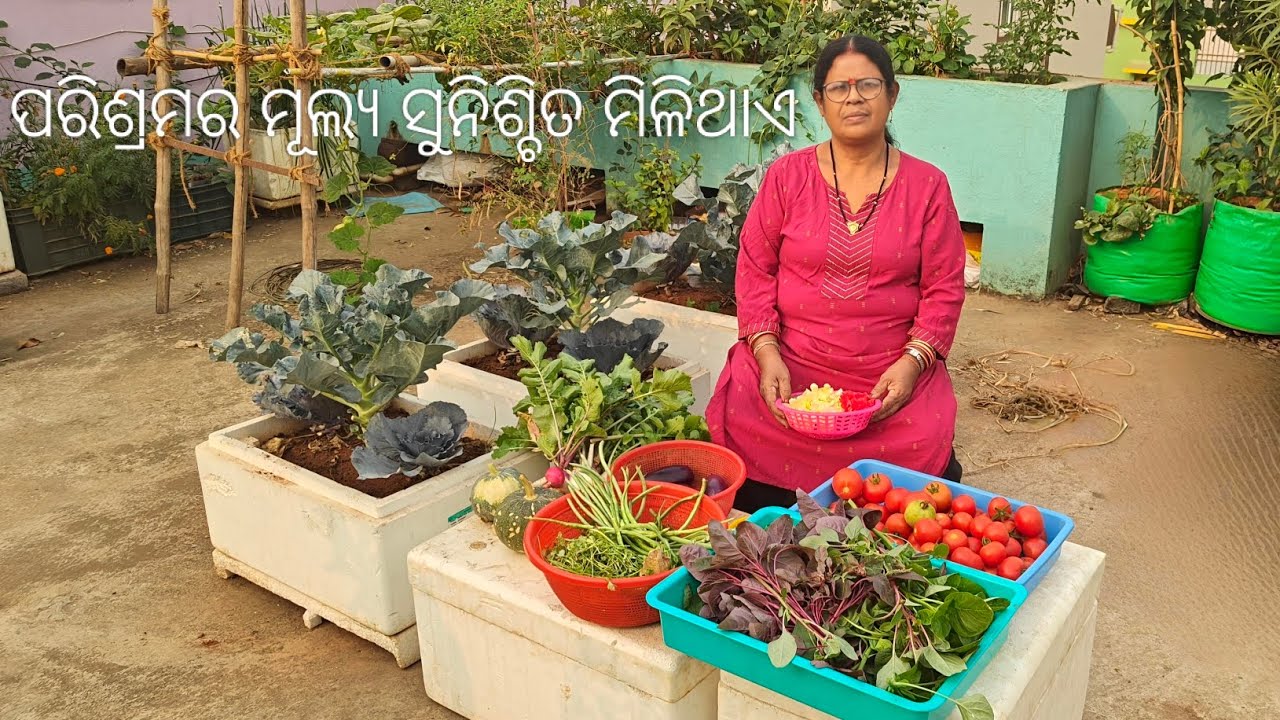 ପରିଶ୍ରମର ମୂଲ୍ୟ ସୁନିଶ୍ଚିତ ମିଳିଥାଏ.. #youtubeshorts #harvesting #garden #gardening#ytshorts #trending 