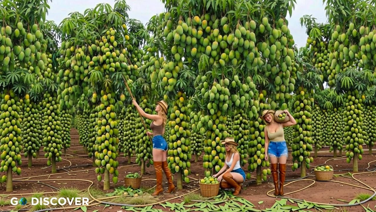 Farming Documentary | How Do Australian Farmers Grow and Harvest Thousands of Tons of Mangoes?