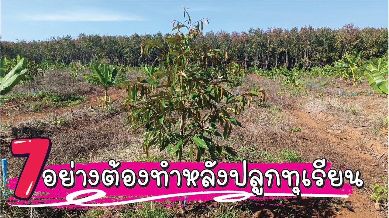 ✅7อย่างต้องทำ หลังปลูกทุเรียน
