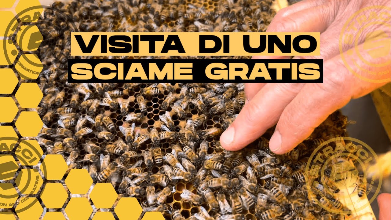 Visitiamo uno Sciame che abbiamo Ottenuto GRATUITAMENTE, grazie al Nostro Metodo