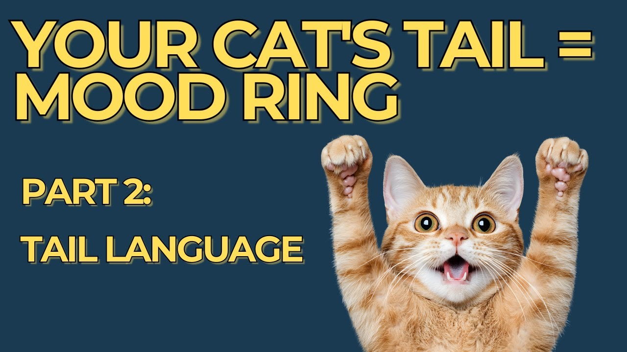 YOUR CAT'S TAIL IS TALKING   Learn to Read Their Secret Mood Ring