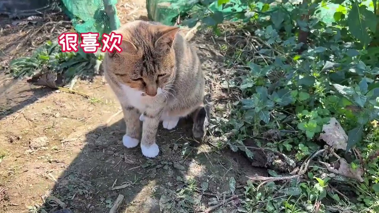大咪积极的陪我挖野菜 #大咪 #狸花猫