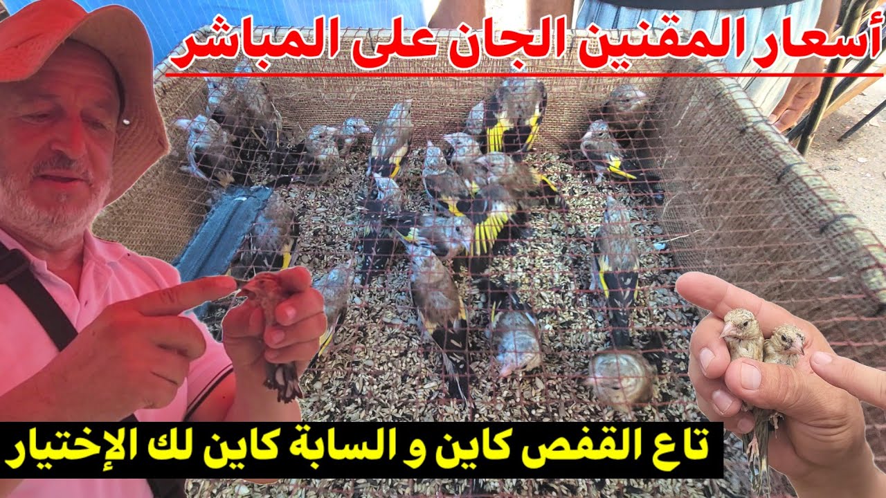 🔴 فيديو خاص المقنين الجان : خليط بين المقنين الجان تاع السابة و إنتاج القفص .. السعر تقريبا كيف كيف 