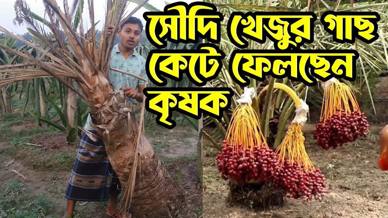 এই কৃষক সৌদি খেজুরের গাছ কেটে ফেলছেন কেন? কৃষি ভাই।