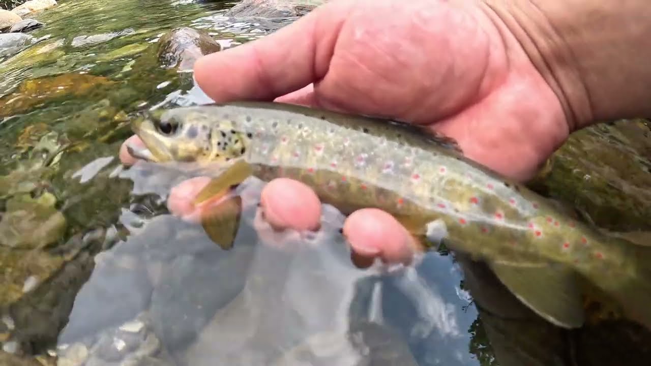 Pêche de la truite en sèche en torrent de montagne