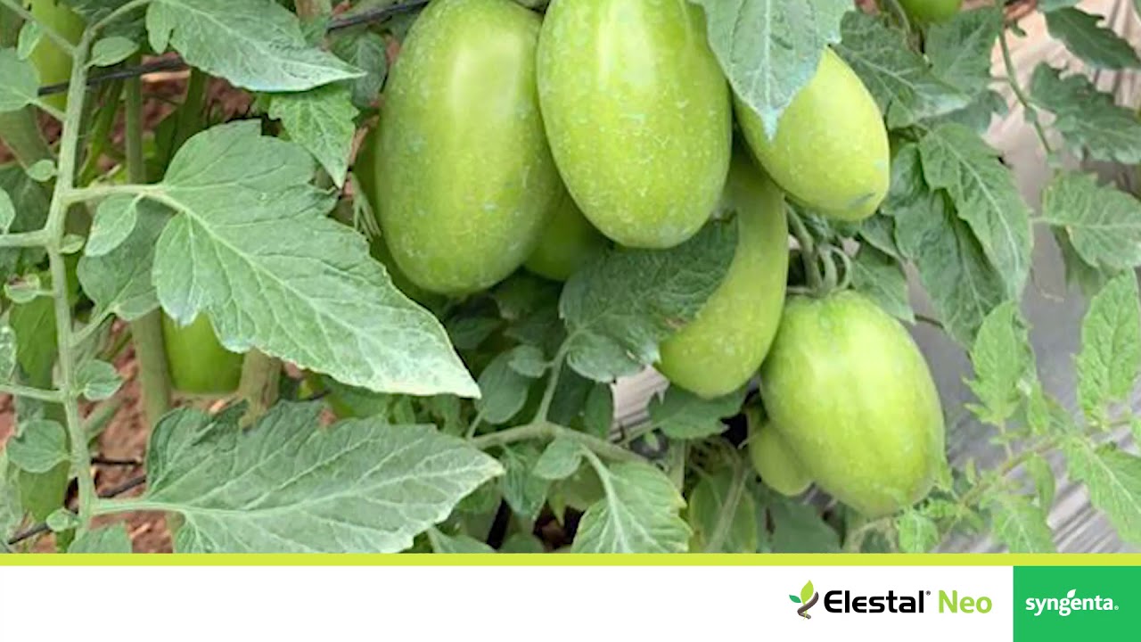 Elestal Neo - Testimoniales de Guatemala 2/2