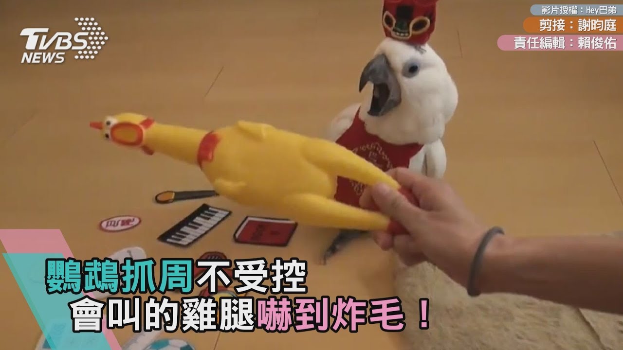 鸚鵡抓周不受控 會叫的雞腿嚇到炸毛！