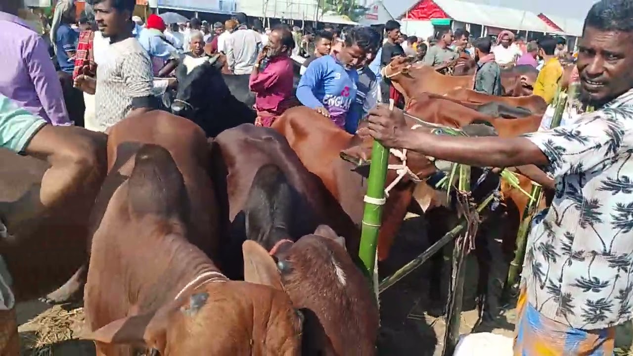 গরুর দাম  কুটি চৌমুনীর হাট 
