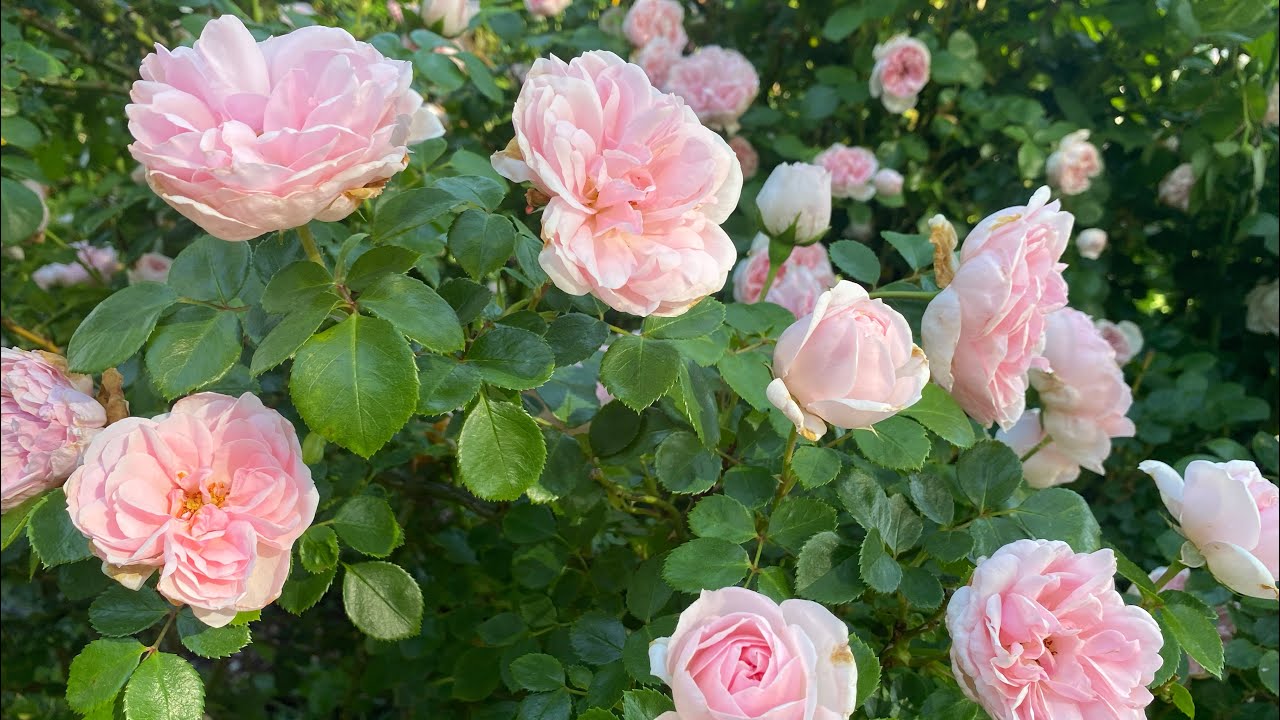 Cinderella Fairytale Rose- the best it’s ever looked!