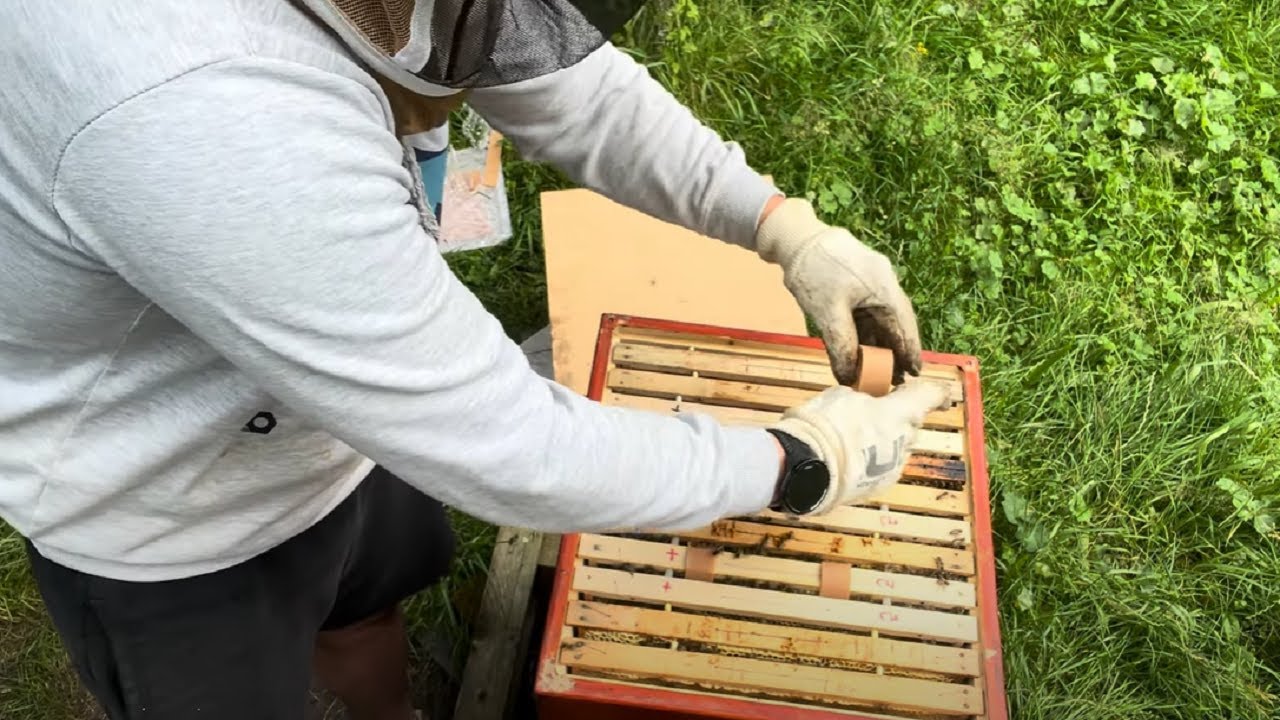 LETNÍ OŠETŘENÍ VČEL - vkládám pásky s glycerinem a kyselinou šťavelovou