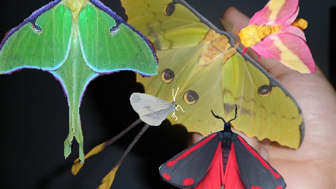 My Pets: Butterflies and Moths compilation (Bart Coppens) - Their beauty & My message to the world!