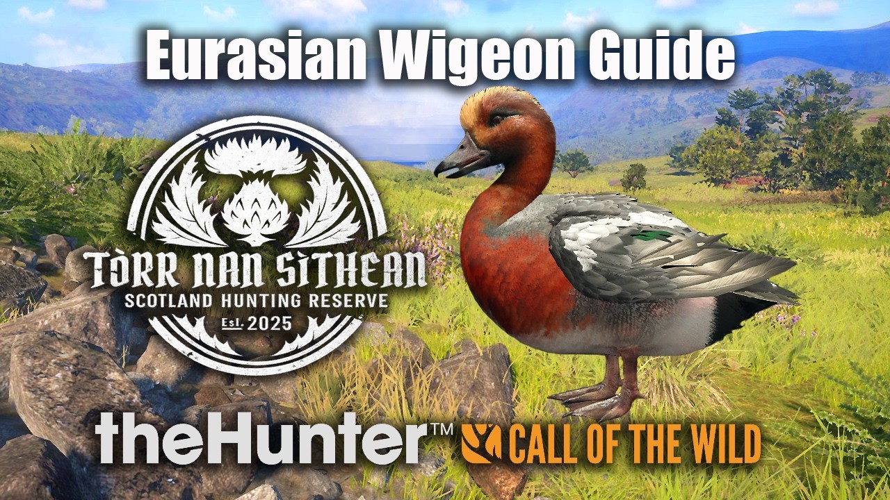 Eurasian Wigeon Guide At Scotland - Torr Nan Sithean - theHunter Call of the wild.