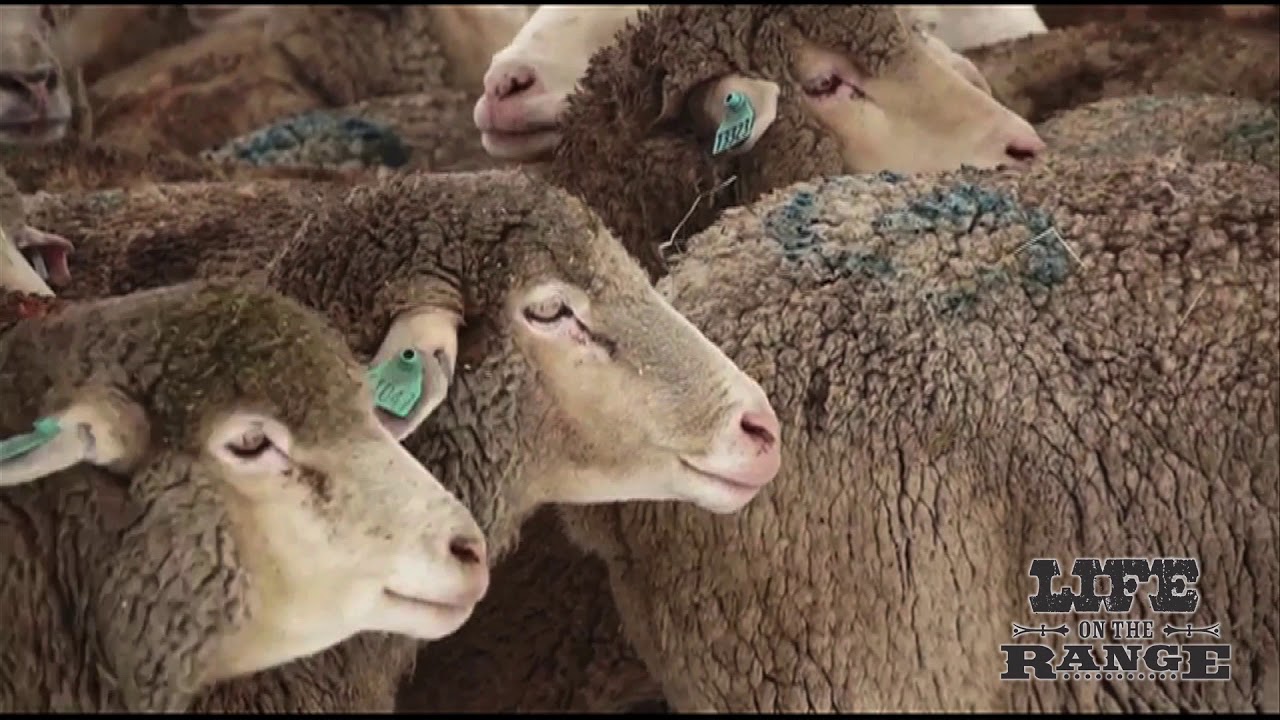 Phil Soulen leaves a legacy of success with extensive sheep operation