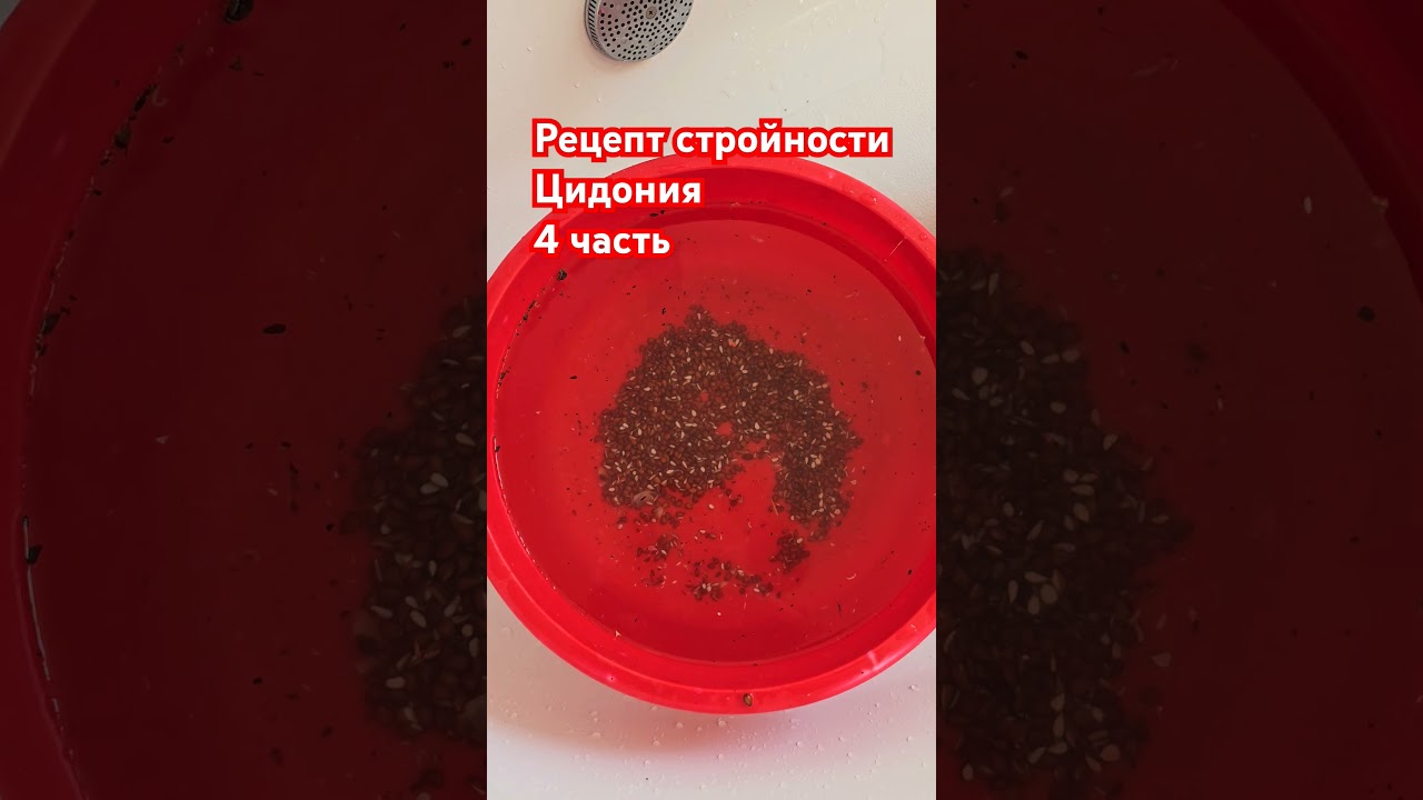 Рецепт #приготовления #цидония #стройности