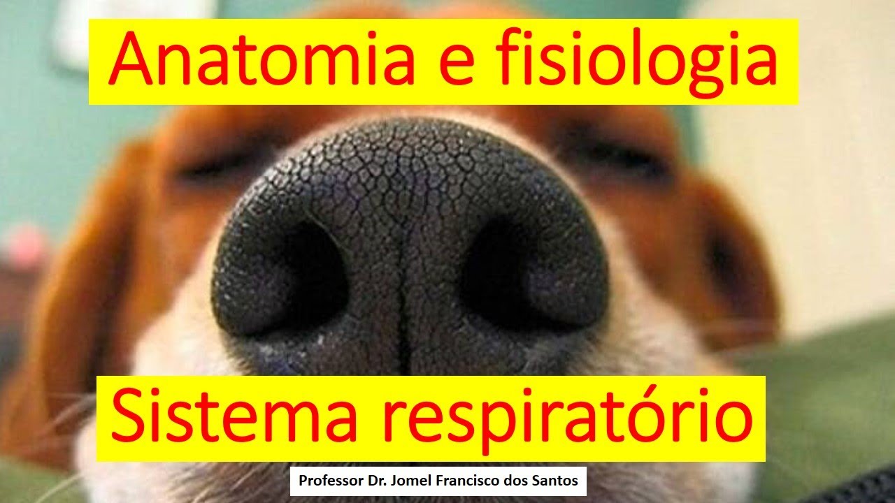 RESUMO | ANÁTOMO-FISIOLOGIA DO SISTEMA RESPIRATÓRIO DOS ANIMAIS
