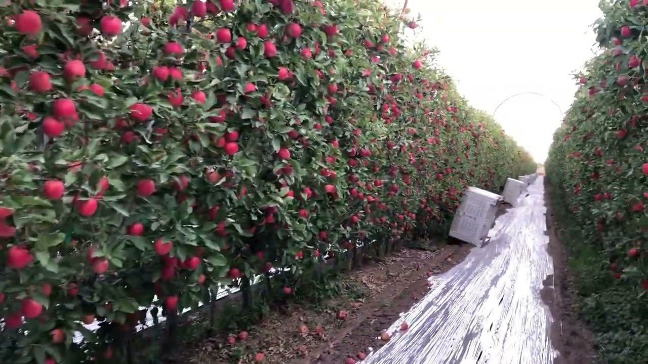 Producción de Manzanas en Quincy Washington 2024