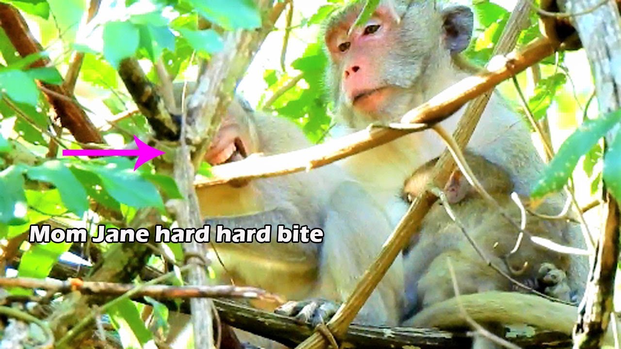 Cry till convulsive | mom Jane hard Bite Janet many time till cry convulsive | Jane give milk Janna