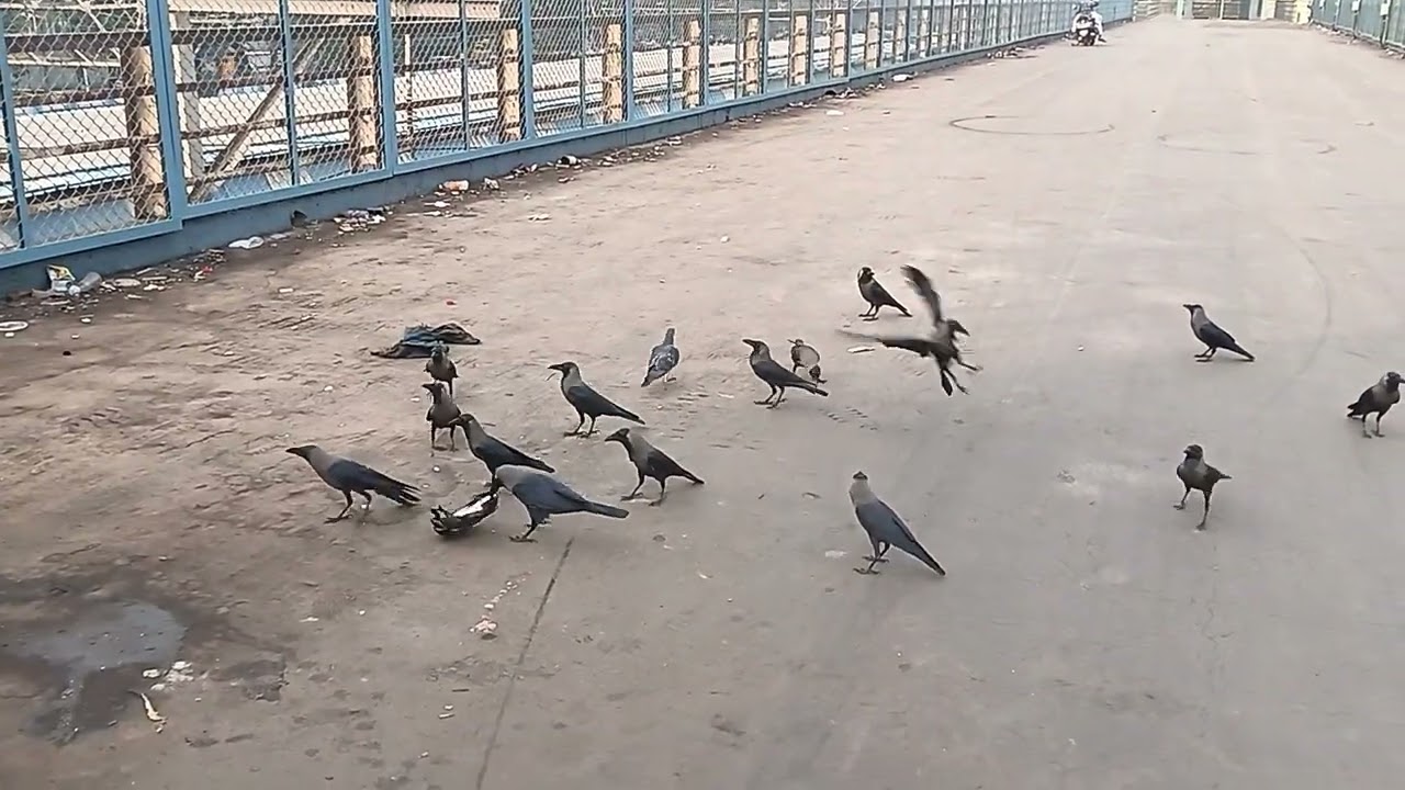 Vlog 39 Man ko bahut Shanti milati Hai pakshi aur janvaron Ko khana dene ke bad 