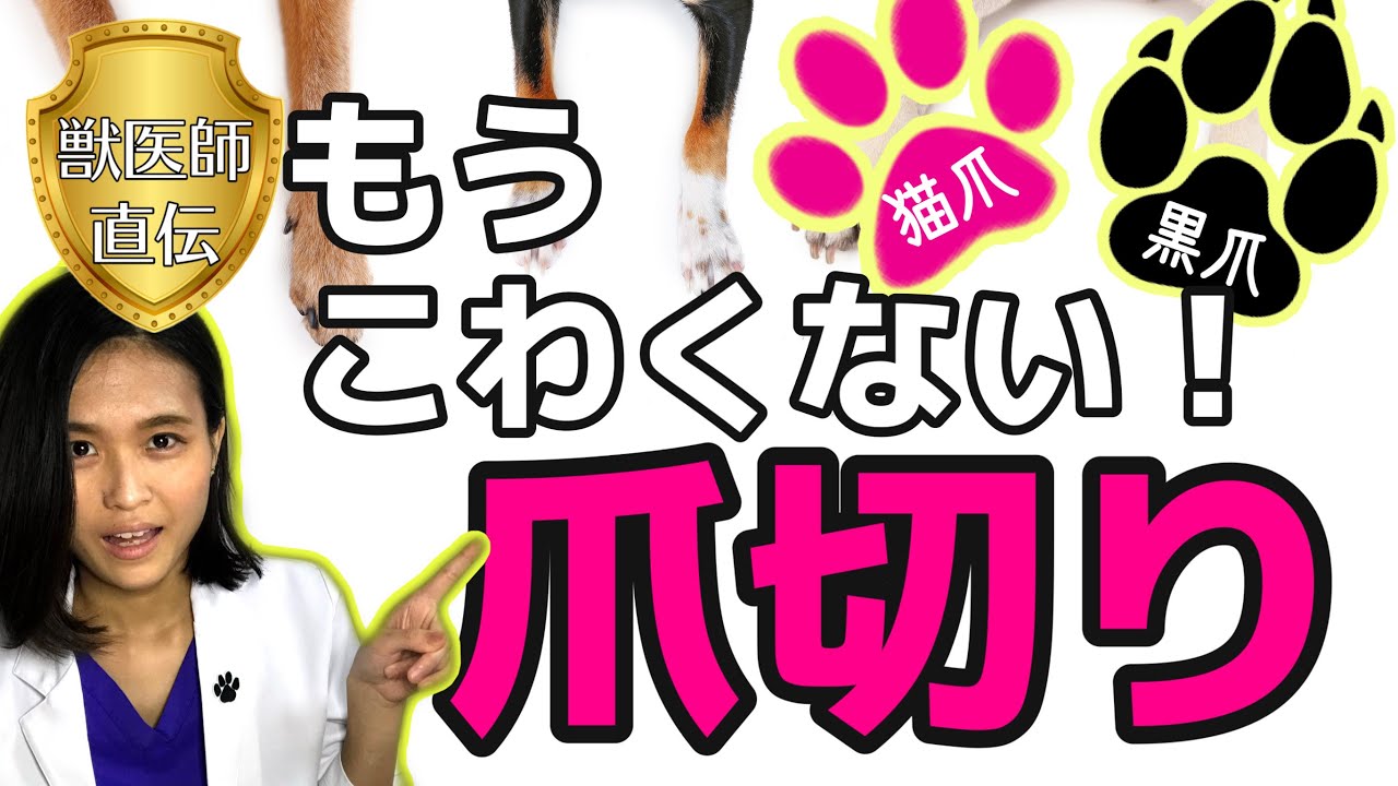 【おうちで爪切り】獣医師解説！爪の構造から学んで、犬の黒爪・透明爪や猫の爪もマルッとマスター！！