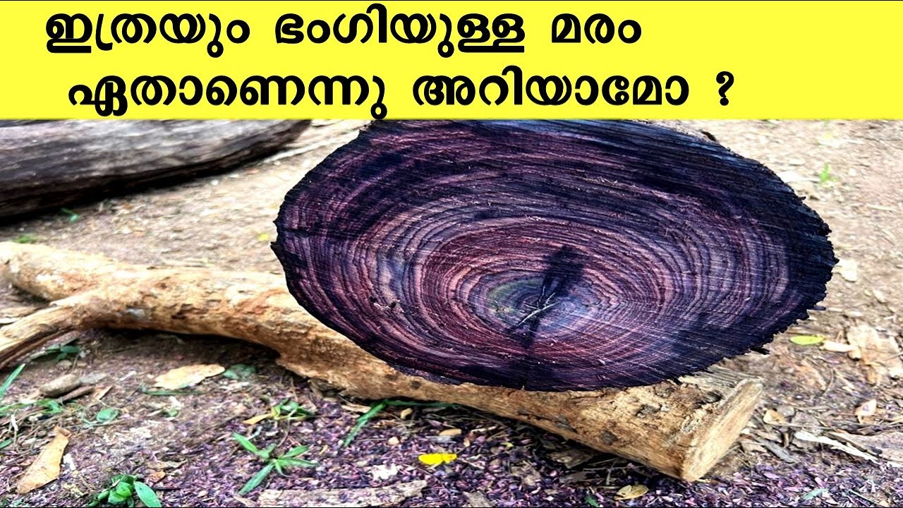 ഇങ്ങനെ ഒരു മരം ആരെങ്കിലും കണ്ടിട്ടുണ്ടോ ? 
