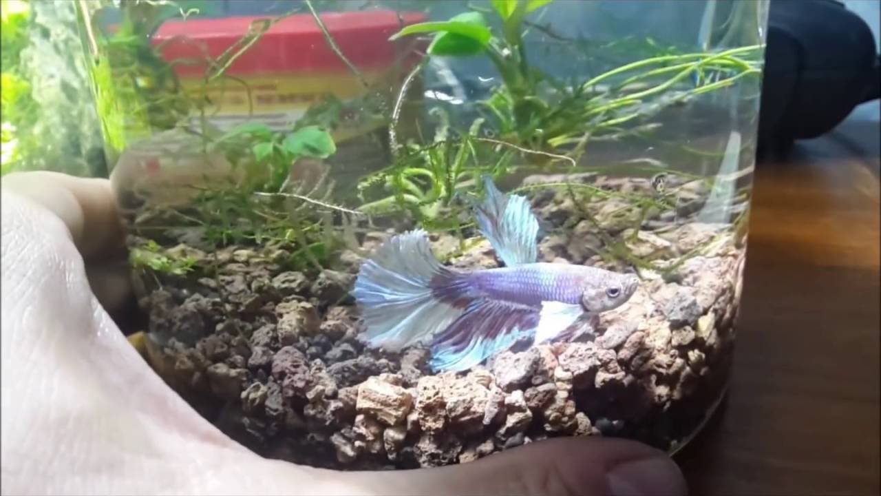 Acuario para betta de 10L!!!