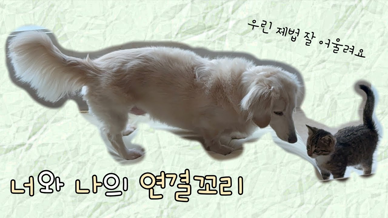 강아지 세마리 집에 온 길냥이 … 합사 2일차 적응기 😼