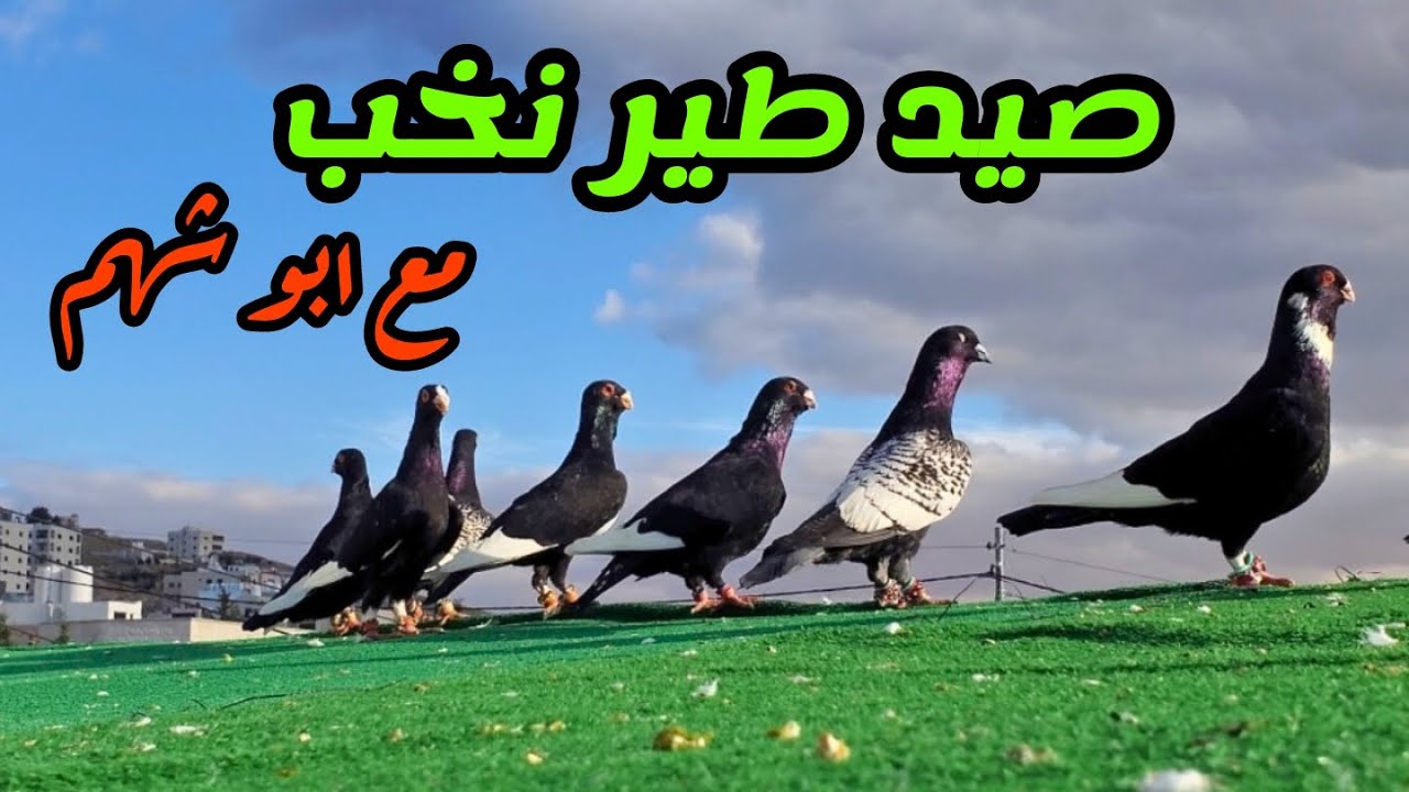 صيد طير جميل ونخب مع ابو شهم على حمام الصبح وحمام العروق