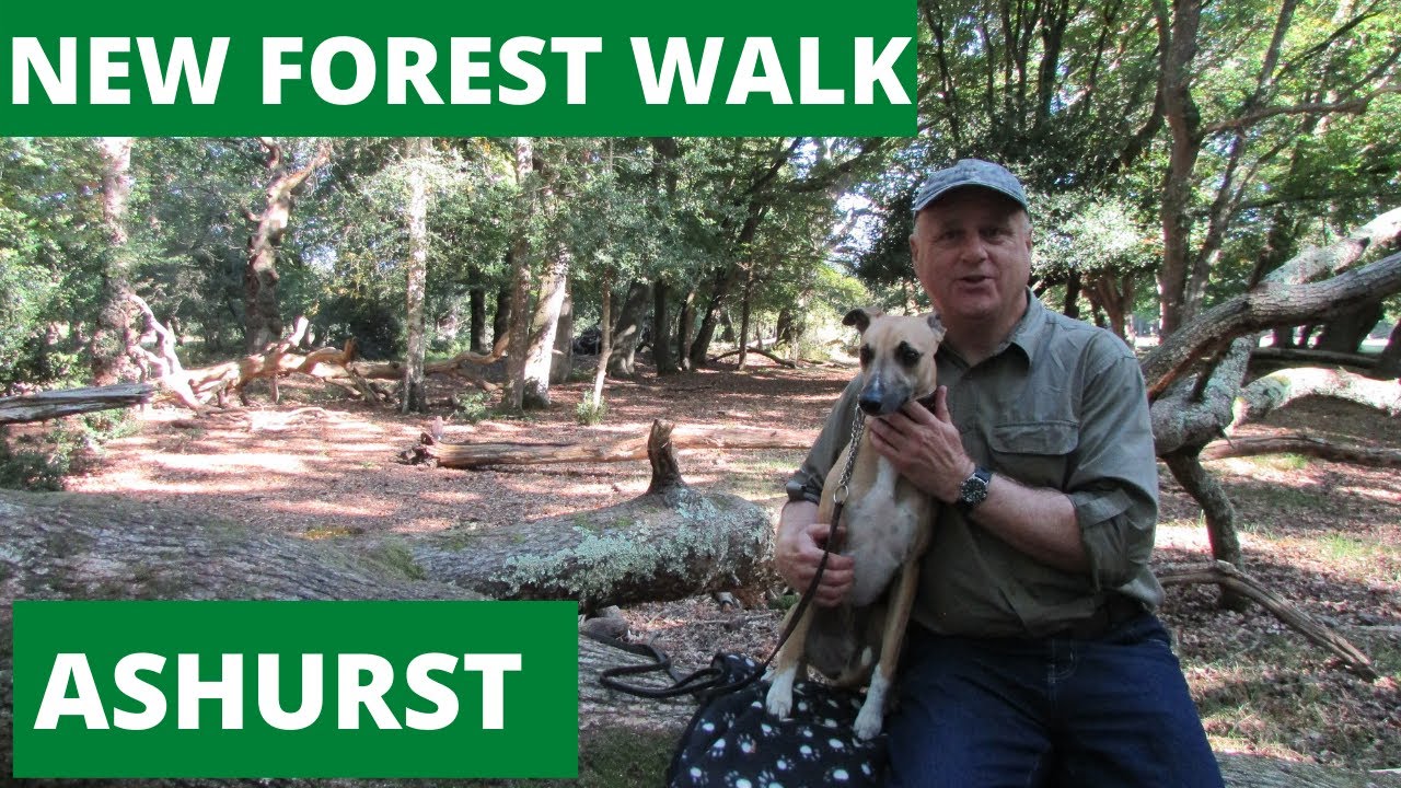 NEW FOREST WALK : ASHURST (NEW FOREST NATIONAL PARK)