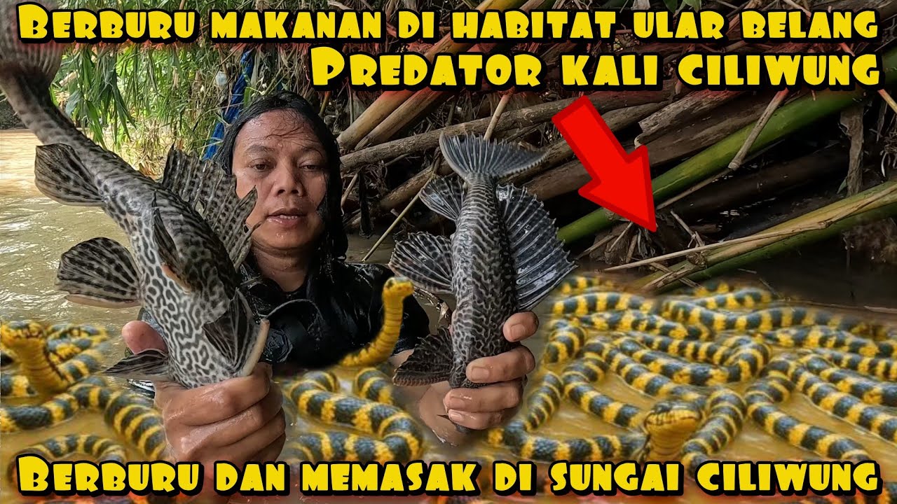DEDE INOEN PANEN PREDATOR DI SUNGAI CILIWUNG
