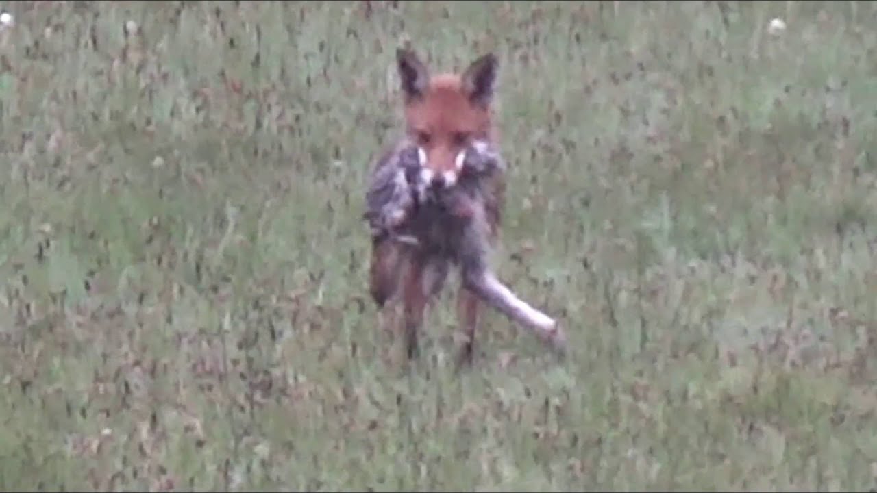 Red fox shot with a .260 rem