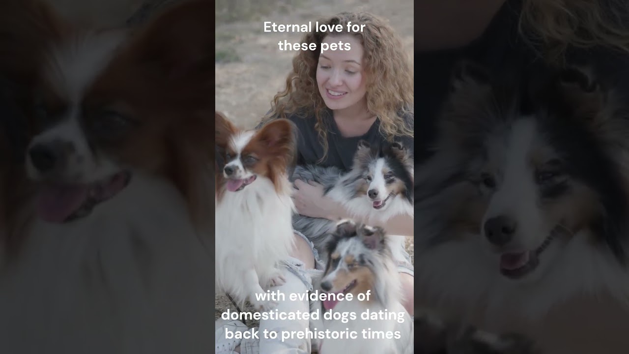 Eternal love for these pets #shorts