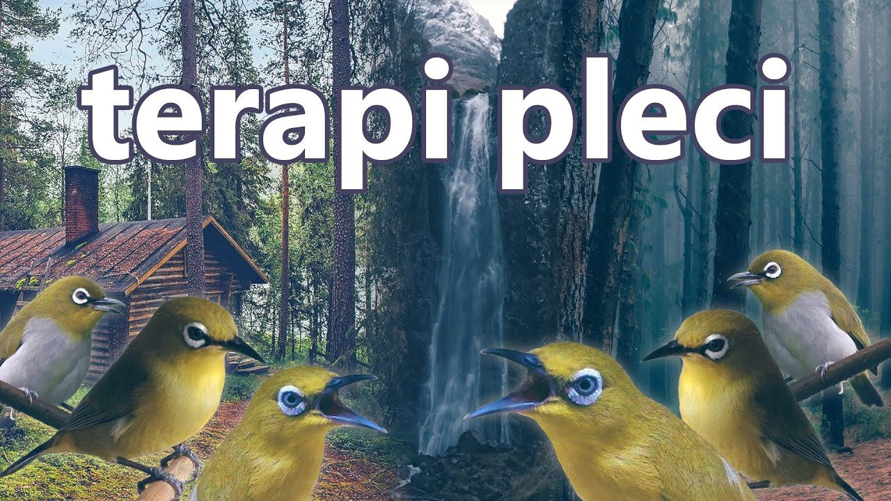 Terapi Pleci, suara koloni dialam dan Terapi air untuk pleci bahan atau macet bunyi.