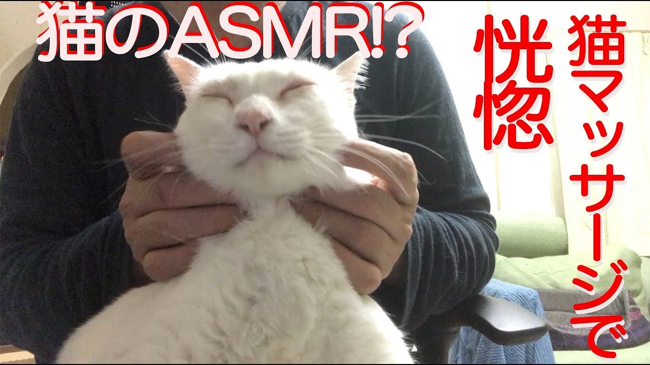 【猫ASMR？】膝上猫マッサージ、猫たちが恍惚となる Tha massage for my cats
