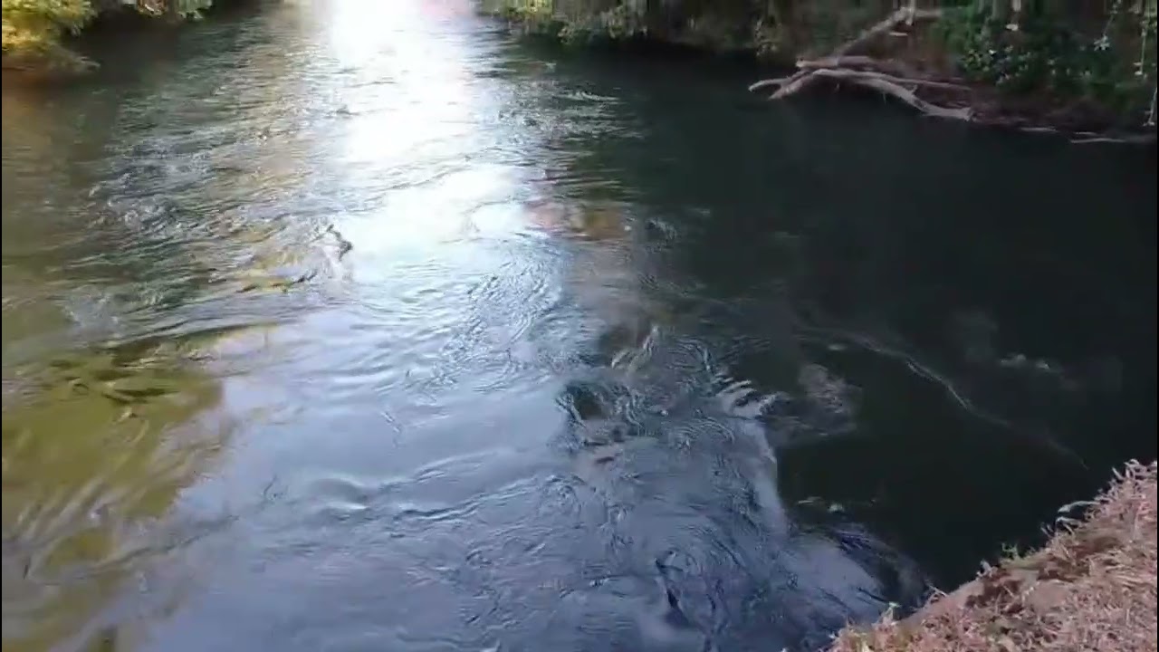 Me fui a pasar la tarde frente al río y observar lo bello de la naturaleza 