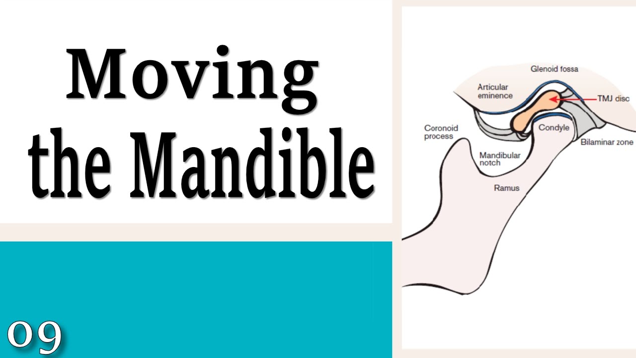 09 Moving the Mandible - Learning to Control Your Neck and Head