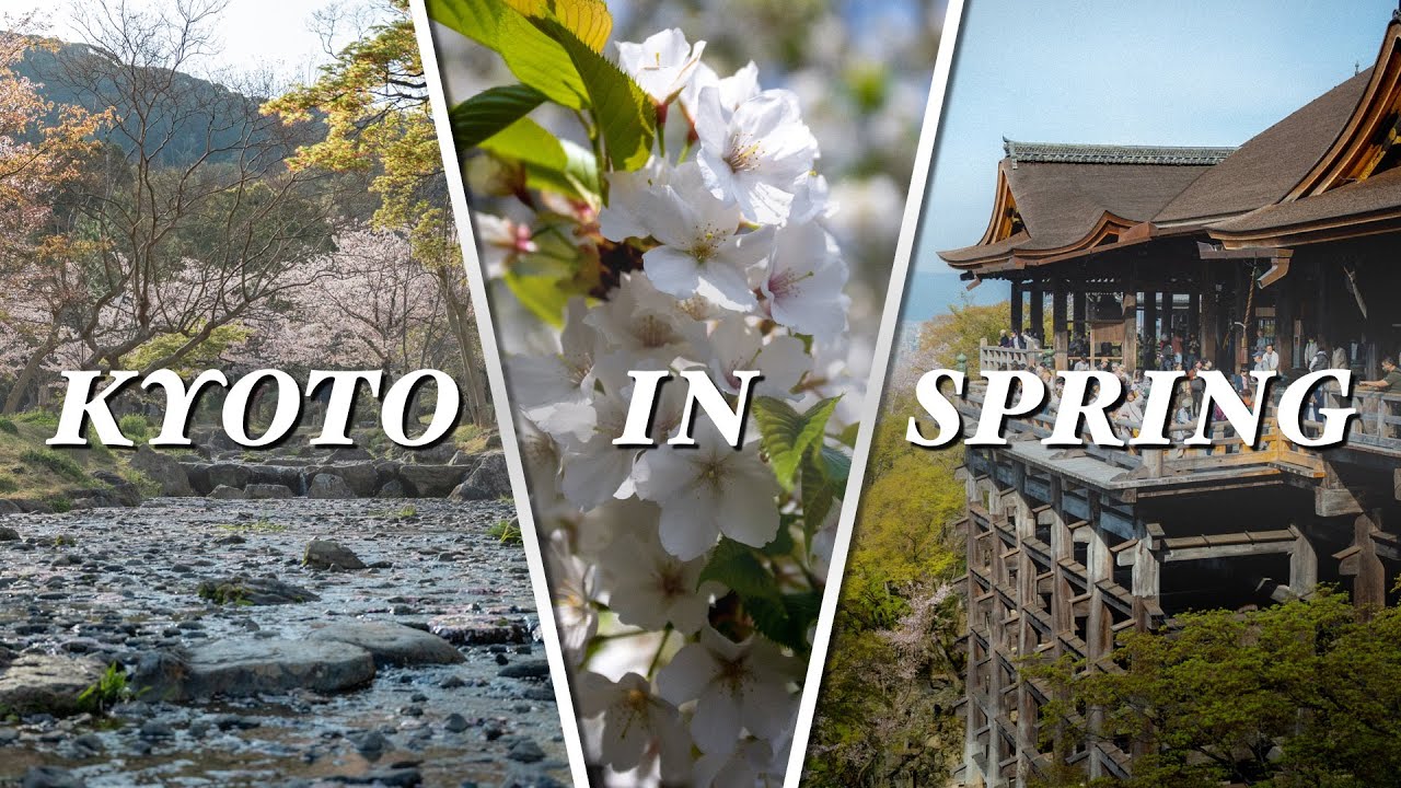 Sakura Hunting in Kyoto - Cherry Blossom Exploration - Journey Across Japan