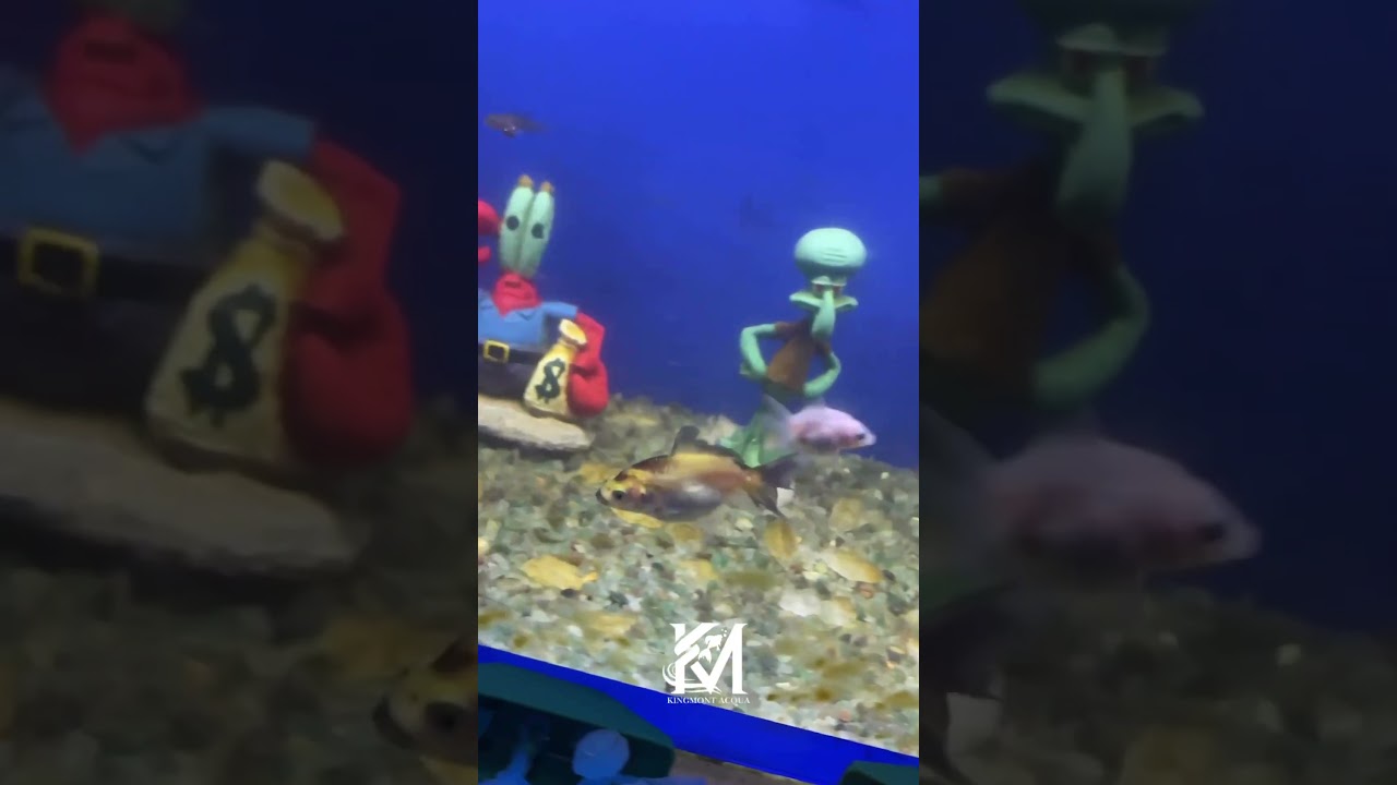 Meus Kinguios est&atilde;o ganhando cor!😍🐠 #alevino #aquario #brasil #kinguios #filhotes