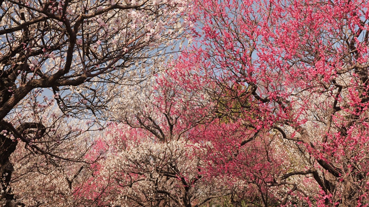 府中市郷土の森博物館　2026 02 19　梅の花の中をお散歩　東京都府中市