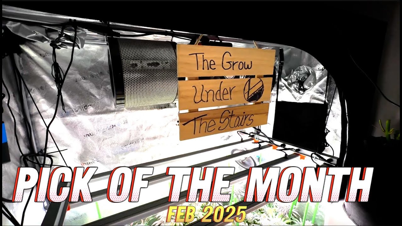 The Grow Under the Stairs | Pick of the Month - Feb 2025 | Wots growin on