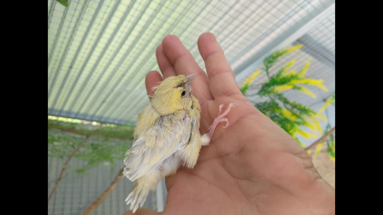 Kanarien Küken mit der Hand aufziehen