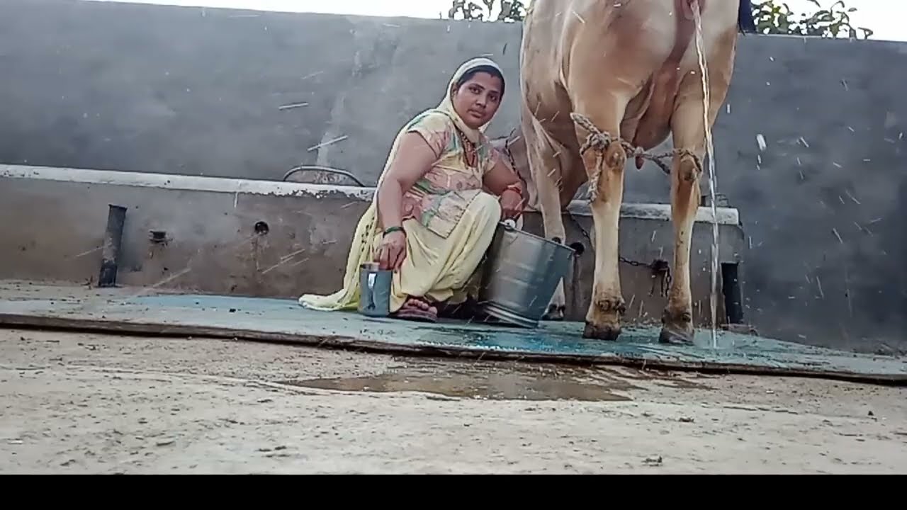  लो दिखाते हैं गाय एक टाईम का  कितना दूध देती है  👍🥛