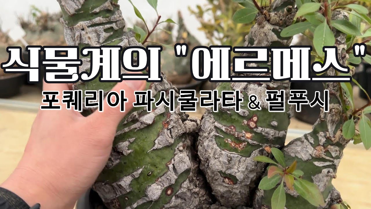 돈 있어도 못 구한다는 전설의 '포퀘리아' 대품 공개 (파시쿨라타/펄푸시) #희귀식물 #수입식물 #아프리카식물 #파시쿨라타