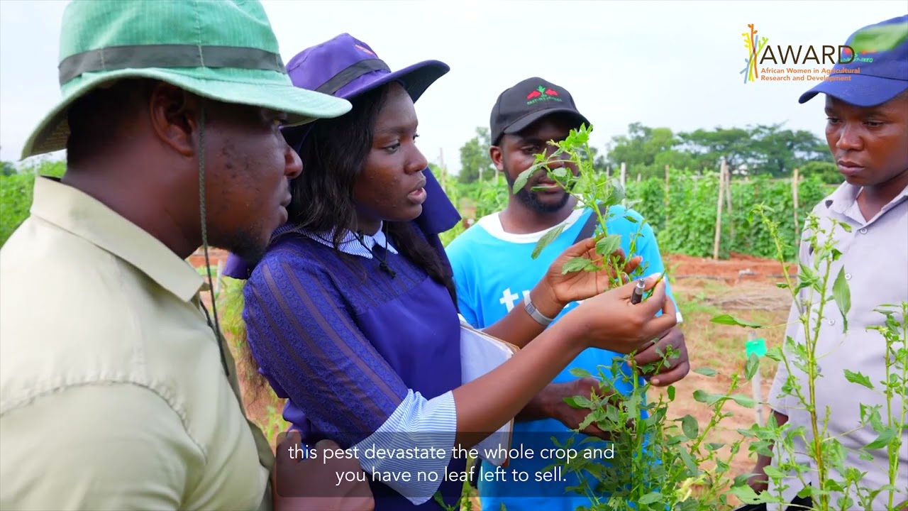 Better Seeds, Local Veggie Revolution in Benin | Powering Planetary Change | TRAILER