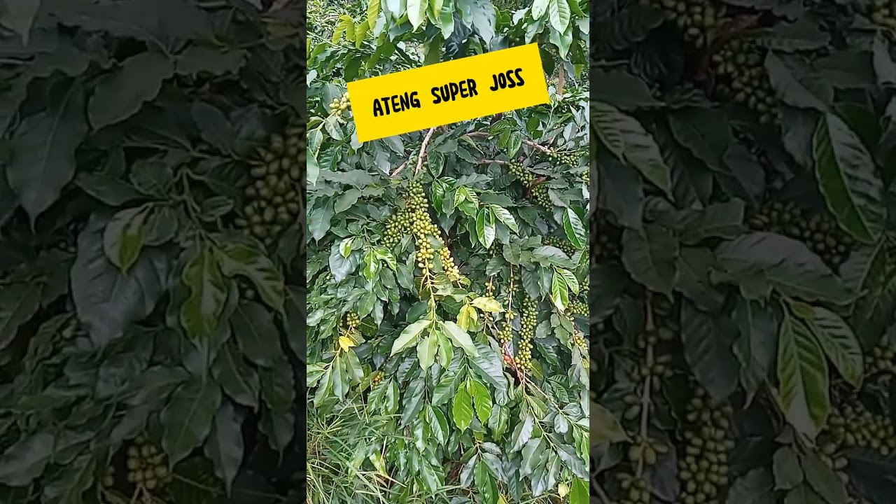 Virallkan!!!Kopi Ateng Super Joss👍👍👍#youtubeshorts #viralshorts #shorts #fyp