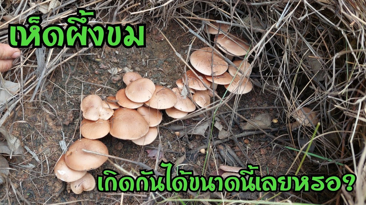 ออกกันขนาดนี้เลยหรอเห็ดขมป่านี้ เห็นแล้วแทบไม่อยากเชื่อสายตา เก็บไม่ถึงไหนล้นตะก้า