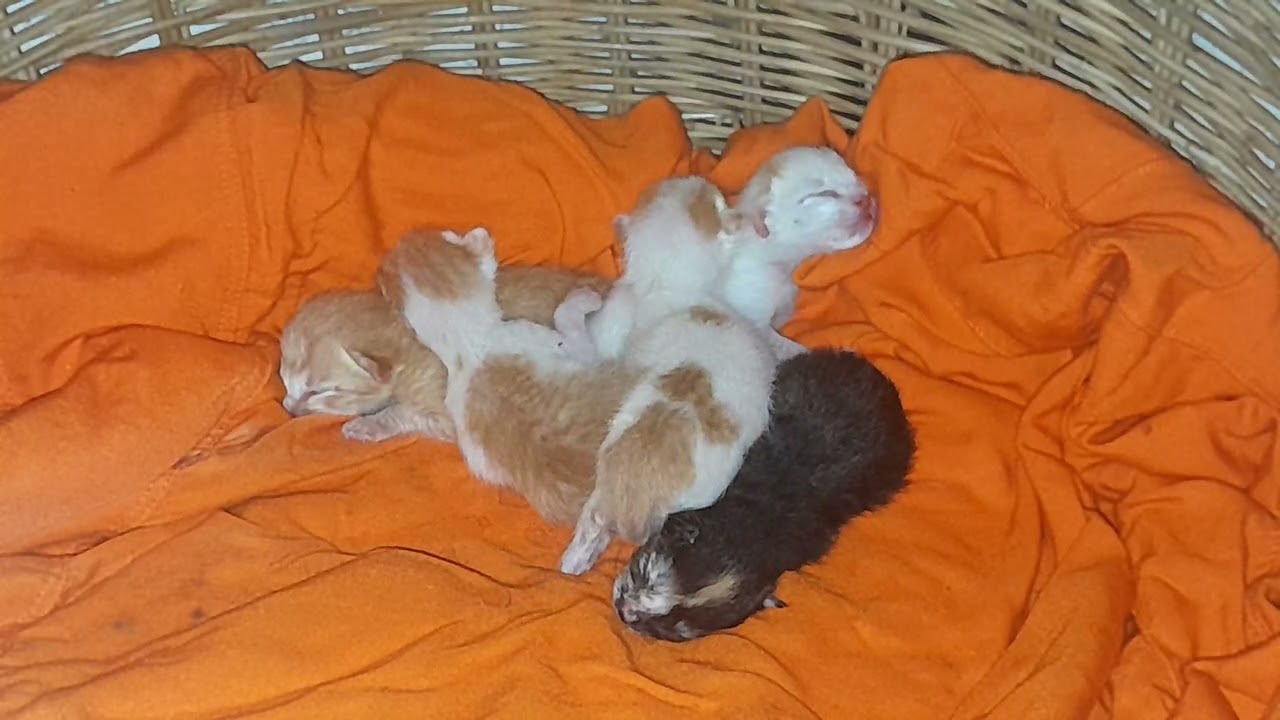 It's really cute, Tiny baby kittens are sleeping 