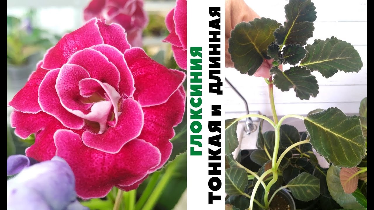 НЕ выбрасывайте 🌺ТОНКУЮ  длинную ГЛОКСИНИЮ‼️ СПАСТИ ее не трудно