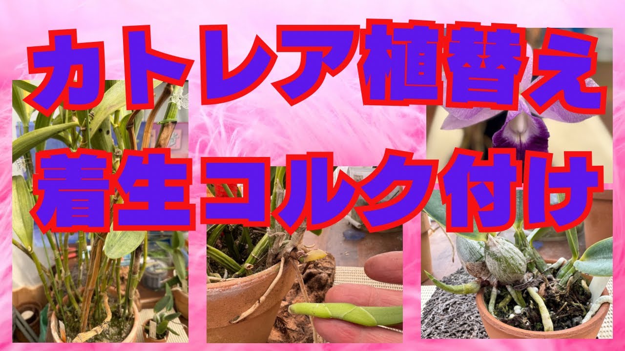 カトレア　今が春の植え替え　コルクボード付け　ヘゴ板付け今がチャンス