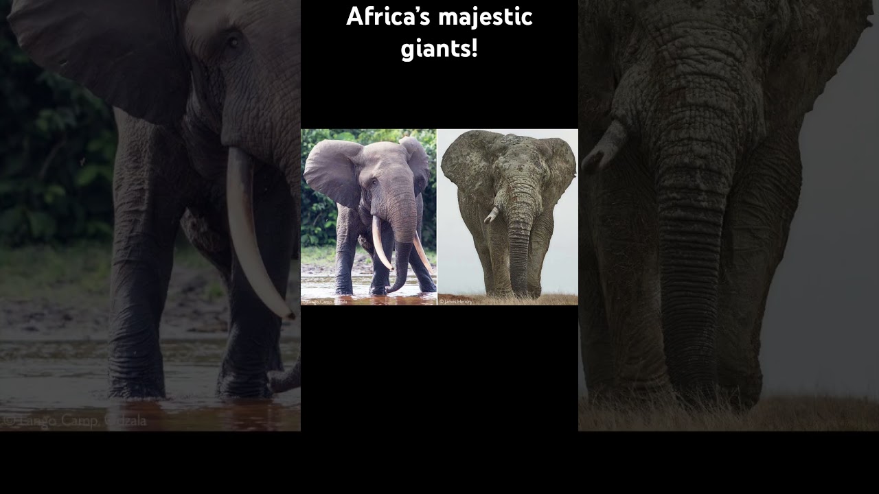 Fun facts about #africanelephants!